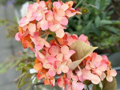 -Wagas(凤凰汇店)