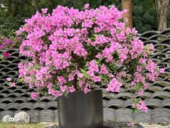 -莲花山公园