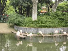 -红梅公园
