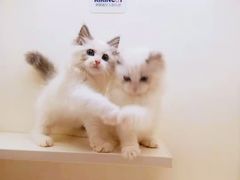 -十年猫舍·猫咪专门店(普陀店)