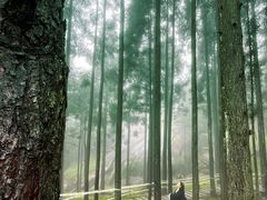 -玉苍山国家森林公园