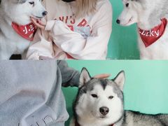 -Husky Go! 哈士奇体验馆·宠物咖啡厅狗咖