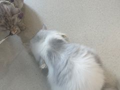 -共舞时光猫咖·狗咖(新街口店)