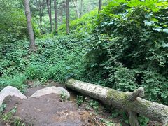 -鲁山国家森林公园