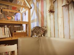 -小时光咖啡馆(开森度假森林店)