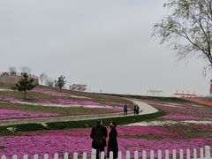 -莱阳濯村樱花园