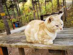 -北京西山国家森林公园