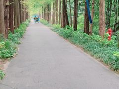-上海滨江森林公园