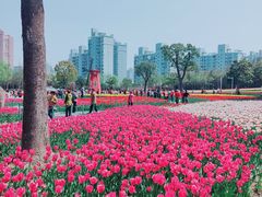 -大宁郁金香公园-停车场