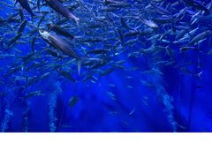 -成都浩海立方海洋公园