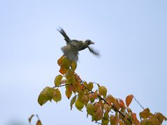 -上海市龙华烈士陵园