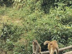 -西双版纳原始森林公园