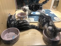 -屋虎猫馆(宝安大仟里店)
