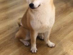 -柴犬小屋·柴餐厅·狗咖食堂(金鼎广场店)