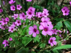 -金鸡湖桃花岛