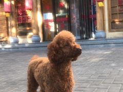 -鸽子窝(黄村店)