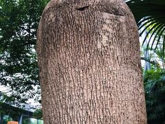-北京植物园-展览温室