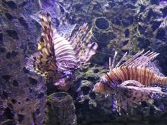 -太平洋海底世界