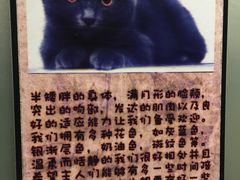 -猫咪博物馆(顶澳仔猫街店)