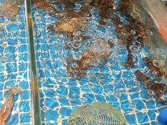 -争先鲜·蒸汽海鲜自助·鲜切牛肉
