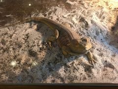 -喵园·猫主题咖啡厅·撸猫·猫咖(国贸店)