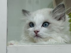 -青奢宠物·青奢猫舍