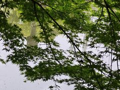 -嘉定紫藤园