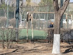 -丁香湖公园