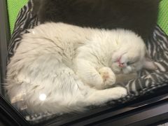 -东方名猫馆·英短金渐层布偶猫舍(环线广场1号楼店)