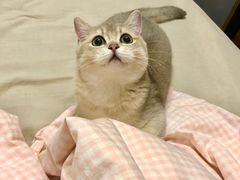 -东方名猫馆·英短金渐层布偶猫舍(环线广场1号楼店)