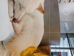 -柴务处·柴犬主题狗咖