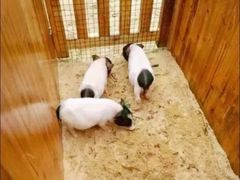 -前小桔亲子创意农场·草莓采摘·露营烧烤