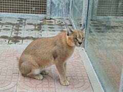 -西霞口神雕山野生动物世界