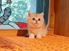 -欣宠猫屋·矮脚拿破仑·蓝金金渐层