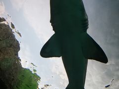 -瑞普利水族馆