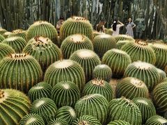 -深圳仙湖植物园