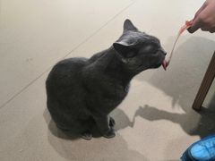 -藏猫猫咖啡主题馆(中央大道店)