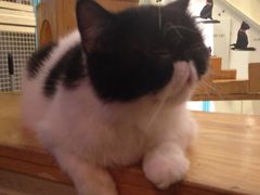 -猫小院猫主题咖啡厅(北锣店)