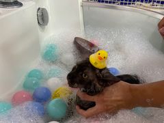 -车接车送·寄养洗护·德文猫舍(大宁店)