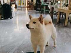 -猫小院猫主题餐厅(南锣旗舰店)