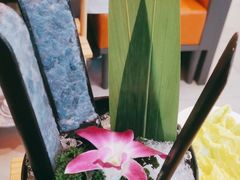 -淼福猪肚鸡·椰子鸡火锅(大沙地店)