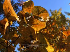 -香山公园