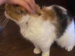 -猫岛主趣味餐厅(鼓浪屿店)