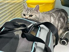 -纳吉亚猫专科动物诊疗中心(蒋宅口分院)