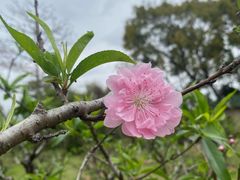 -广州莲花山旅游区