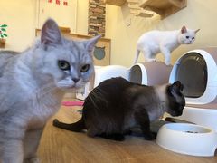 -猫的茶·猫咖