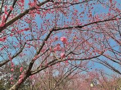 -无锡梅园公园