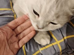 -猫猫幼稚园·撸猫·桌游·电玩