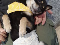 -南京Hallo宠物乐园·哈罗犬舍·柴犬繁育基地