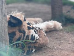 -西霞口神雕山野生动物世界